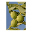 Common walnut (Juglans regia) 250g