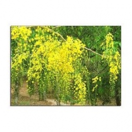 Senna - Sene (Cassia angustifolia) 250g