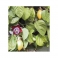 Passion fruit - Maracuja - (Passiflora edulis)  250g leafs