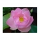 Pink Lotus (Nelumbo nucifera) roots 250g
