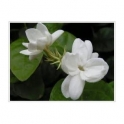 Jessamine (Jasminum officinale)  Flower  250g