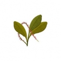 Pilocarpus jaborandi (Jaborandi) leafs 250g