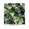 English ivy (Hedera helix)  leafs 250g