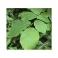 Witch hazel (Hamamelis virginiana) 250g leafs