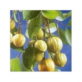 Garcinia Cambogia dry fruits 250g