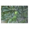 Olive leafs (olea europaea) 250g