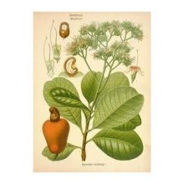 Cashew - (Anacardium occidentale) Cajueiro- bark 250g