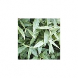 Vernonia Polysphaera (Assa Peixe) 250g