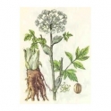 Angelica officinalis  250g