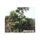 Plumeria lancifolia  (Agoniada)  250g
