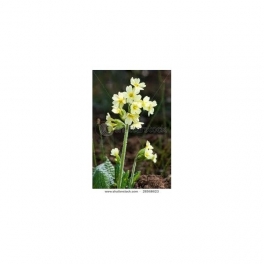 Cowslip (Primula officinalis) Artenativa 30 Pills 500mg