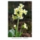 Schluesselblumenoel - Oleo de Primula - (Primula officinalis) Artenativa  30 Kapseln