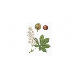 Aesculus Mother tincture 125ml