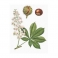 Aesculus Mother tincture 125ml
