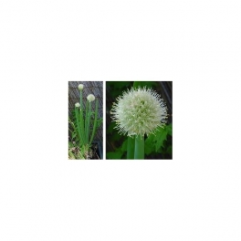 Allium cepa  Mother tincture 125ml