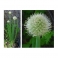 Allium cepa  Mother tincture 125ml