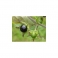 Belladonna , Atropa belladonna, Mother tincture 125ml
