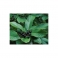 Rhamnus purshiana  (Cascara sagrada)  Mother tincture 125ml 