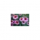 Echinacea purpurea (Equinacea)  Mother tincture 125ml