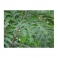 Casearia sylvestris (Guacatonga - Cha de Bugre) Mother tincture 125ml