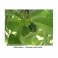 Persea americana (Avocado - Abacateiro) Urtinktur 125ml
