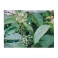 Jurubeba (Solanum paniculatum) Urtinktur 125ml