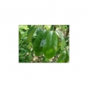 Annona muricata (Graviola)  grounded 250g
