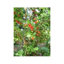 Myrcia sphaerocarpa (Pedra uma Kaa) 1000g - TEEBRASIL.COM