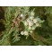 Thuja occidentalis (Arbor vitae) 250g