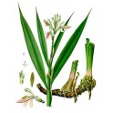 Galanga (Alpinia officinarum) Raizes 250g