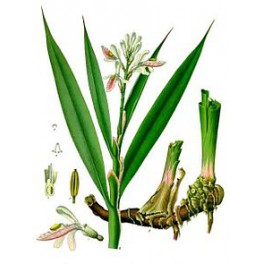 Galanga (Alpinia officinarum) Wurzeln 250g