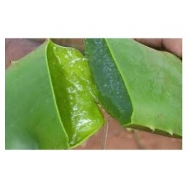 Aloe Vera - (Babosa) -  Urtinktur  125ml