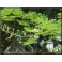 Jurema (Mimosa hostilis) CH2  125ml