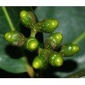 Puxuri (Licaria puchury-major) Seeds   100g