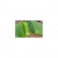 Aloe Vera - (Babosa) -  Urtinktur  125ml