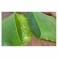 Aloe arborescens - Babosa - Mother tincture 250 ml