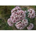 Baldrian - Valeriana (Valeriana officinalis) 120 kapseln 300mg