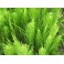 Horsetail - Cavalinha - (Equisetum arvense) 120 caps 300mg
