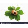 Chestnut (Aesculus hippocastanum) 120 Kapseln 300mg