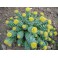 Roseroot (Rhodiola rosea) Antiaging  120 Capsules 300mg