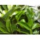 Annona muricata (Graviola) 500g