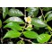 Green tea - Cha verde - (Camellia sinensis)  30g