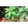 Assa peixe  (Vernonia polysphaera)  1 liter 