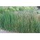 Cavalinha (Field horsetail - Equisetum arvense)  1 liter