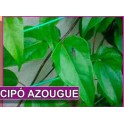 CIPÓ AZOUGUE (APODANTHERA SMILACIFOLIA) 1 liter
