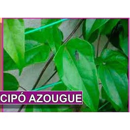 CIPÓ AZOUGUE  (APODANTHERA SMILACIFOLIA) 1 liter