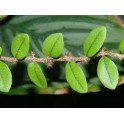 Cipo cabeludo (Mikania hirsutissima) 1 liter