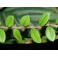 Cipo cabeludo (Mikania hirsutissima)1 liter