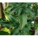 Espinheira Santa (Maytenus ilicifolia) 1 liter