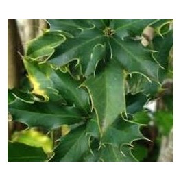ESPINHEIRA SANTA (Maytenus ilicifolia) 1 liter